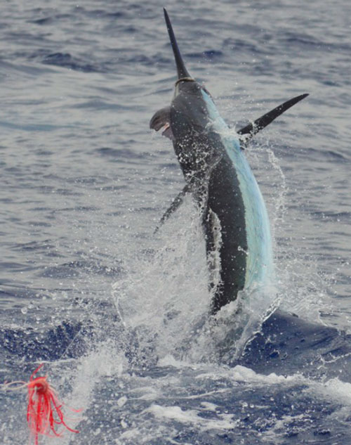 600lb Blue Marlin